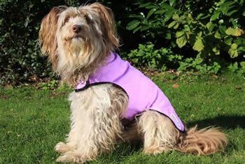 Cool Coats for Dogs Keep Your Pets Cool this Summer